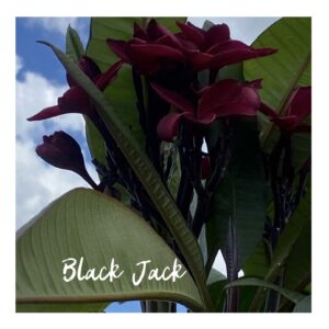 Frangapini black beauty black Jack rare