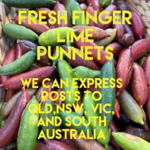 Finger Lime Punnets