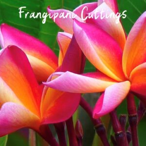 Frangipani Cuttings